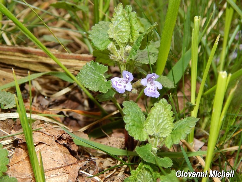 Glechoma hederacea